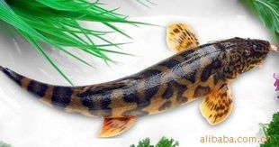 野生老虎魚一般多大：野生老虎魚的大小可以從多個(gè)角度來了解