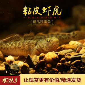 虎魚功效與作用禁忌是什么：虎魚功效與作用 虎魚百科 第1張