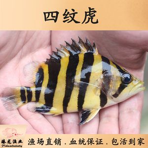 虎魚功效與作用禁忌是什么：虎魚功效與作用 虎魚百科 第3張