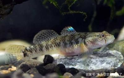 虎魚突然拒食怎么辦：虎魚拒食怎么辦 虎魚百科 第3張