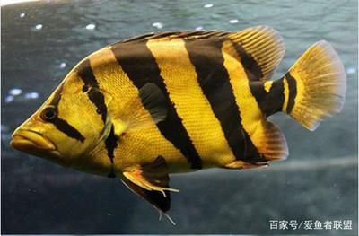 蘇虎魚和泰虎魚養(yǎng)什么好一點(diǎn)：泰國虎魚和蘇虎魚養(yǎng)什么好一點(diǎn)