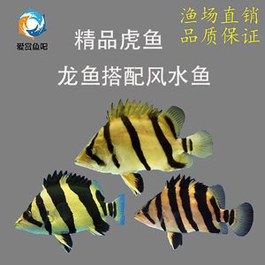 蘇虎貴還是印尼虎貴一點(diǎn)：蘇虎魚與印尼虎魚的區(qū)別