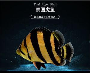 泰虎好還是蘇虎好聽：泰虎和蘇虎哪個好聽 泰國虎魚 第1張