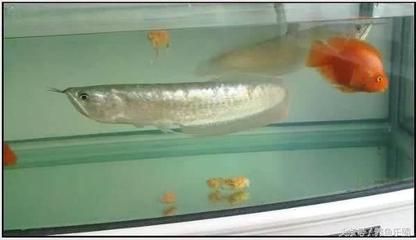 魟魚生完孩子怎么辦：關(guān)于魟魚生完孩子后的處理方法和注意事項(xiàng)和注意事項(xiàng) 魟魚百科 第2張