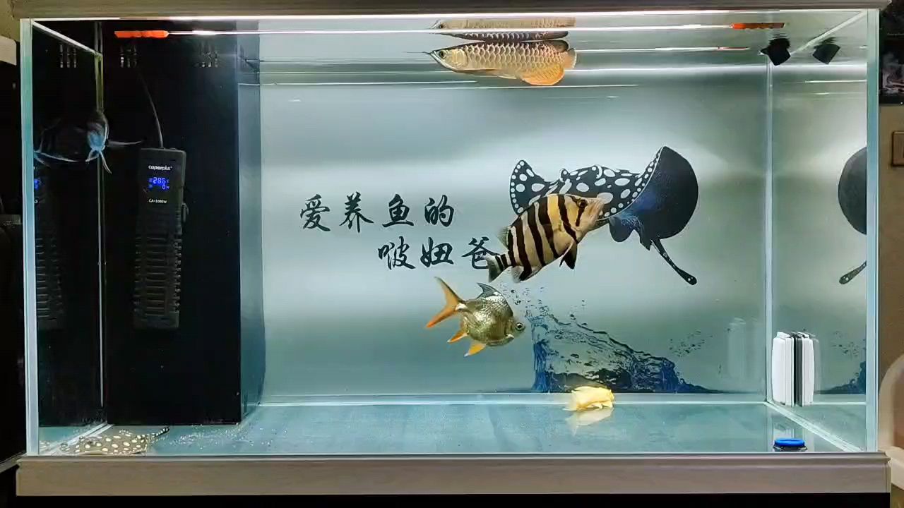 打卡：宇哥6519評論：青椒青椒大青椒啊評論：目測魚只非常棒 觀賞魚論壇