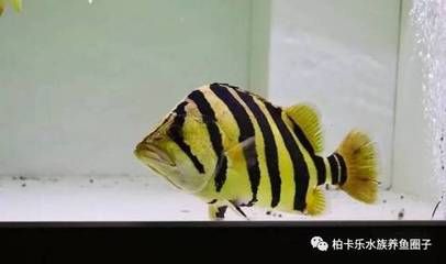 虎魚一般喂什么食物：虎魚喂食習(xí)慣和注意事項