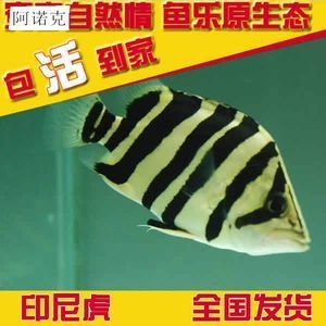 蘇門答臘虎魚(yú)價(jià)格：蘇門答臘虎魚(yú)價(jià)格并不是一個(gè)固定的數(shù)值，而是受到多種因素影響 蘇虎 第3張