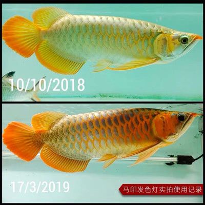 虎魚可以養(yǎng)兩條嗎風(fēng)水好嗎：在探討虎魚養(yǎng)兩條的風(fēng)水是否吉利時 虎魚百科 第3張