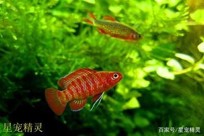 幼龍魚新手養(yǎng)殖：小型龍魚苗批發(fā)價格是多少