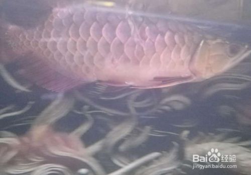 龍魚 跳缸：龍魚跳缸的原因和處理方法 龍魚百科 第1張