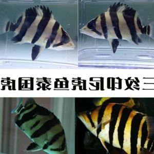 泰國(guó)虎魚幼苗怎么養(yǎng)活的圖片：泰國(guó)虎魚幼苗怎么養(yǎng)活 虎魚百科 第3張