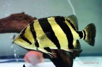 蘇虎魚為什么變色了：蘇虎魚變色的原因可能包括基因、水質(zhì)、健康狀況和應激反應等因素 蘇虎 第1張