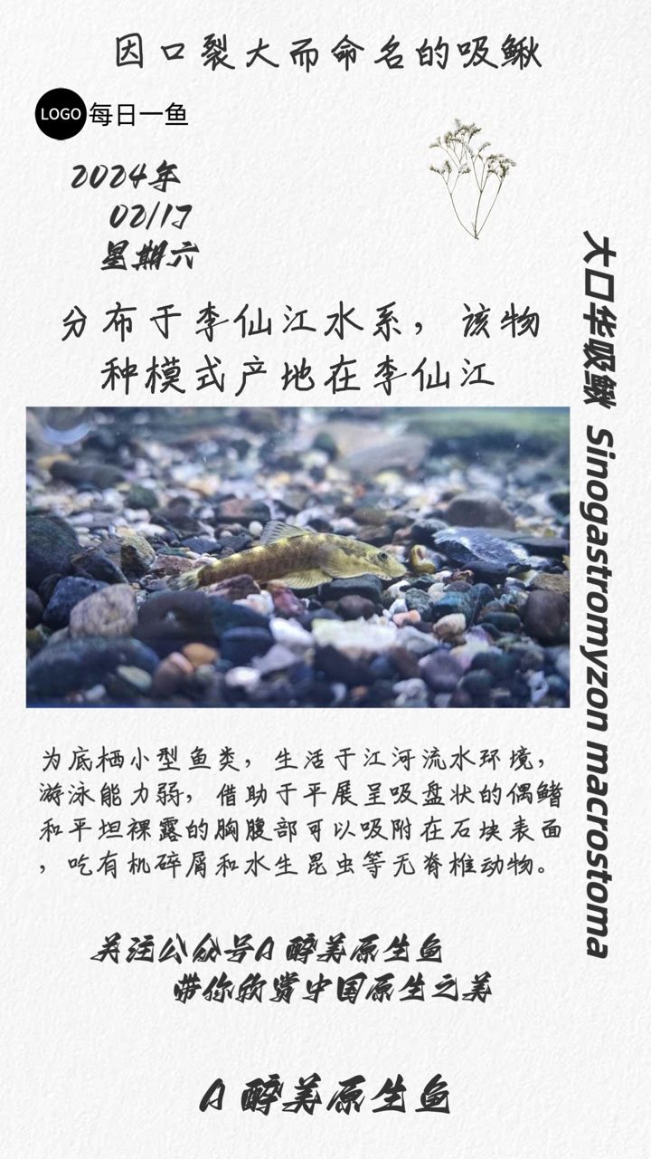 大口華吸鰍：分布在李仙江 觀賞魚論壇