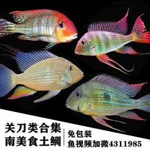 元寶鳳凰魚(yú)好養(yǎng)嗎怎么養(yǎng)：元寶鳳凰魚(yú)好養(yǎng)嗎 元寶鳳凰魚(yú)百科 第3張