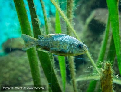 泰國虎魚養(yǎng)出狀態(tài)不好的原因分析：泰國虎魚養(yǎng)出狀態(tài)不佳的原因分析 泰國虎魚 第2張