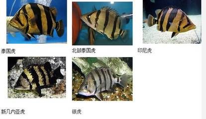 泰國虎魚養(yǎng)出狀態(tài)不好的原因分析：泰國虎魚養(yǎng)出狀態(tài)不佳的原因分析 泰國虎魚 第3張