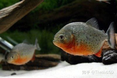 虎魚(yú)跟什么魚(yú)養(yǎng)比較明：虎魚(yú)與龍魚(yú)的混養(yǎng)組合被譽(yù)為“龍虎斗”，虎魚(yú)可以與多種魚(yú)類(lèi)混養(yǎng) 泰國(guó)虎魚(yú) 第3張