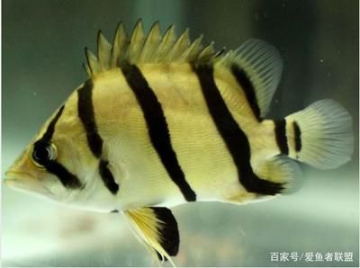 虎魚愛(ài)打架嗎：虎魚之間的爭(zhēng)斗可能是為了爭(zhēng)奪領(lǐng)地、食物或者配偶 虎魚百科 第3張