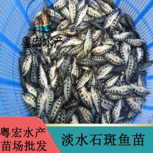 5公分虎魚(yú)苗喂什么飼料：5公分虎魚(yú)苗喂什么飼料， 虎魚(yú)百科 第2張