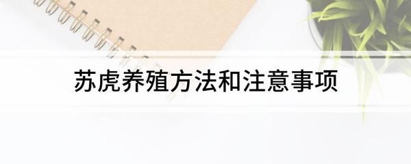 蘇虎怎么養(yǎng)：養(yǎng)殖蘇虎需要注意的幾個(gè)問題