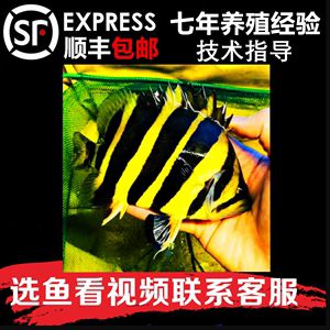 蘇虎怎么養(yǎng)：養(yǎng)殖蘇虎需要注意的幾個(gè)問題