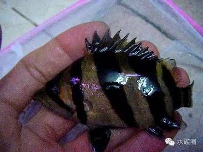 蘇虎魚是什么品種圖片及名稱介紹一下：蘇虎魚并非一個公認的虎魚品種名稱，實際上并沒有名為“蘇虎”