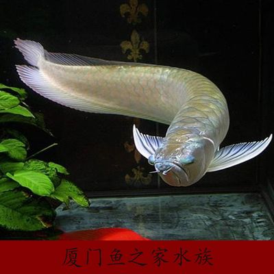 龍魚最小的魚苗是什么品種：龍魚最小的魚苗品種是什么品種龍魚最小的魚苗品種是什么 龍魚百科 第2張