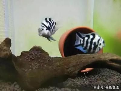 鸚鵡魚和虎皮魚：鸚鵡魚和虎皮魚可以與其他觀賞魚混養(yǎng)但需要注意的是 虎魚百科 第2張