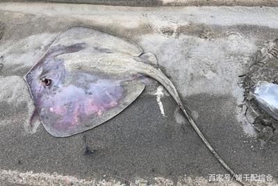 魟魚(yú)過(guò)水多久會(huì)死：魟魚(yú)過(guò)水多久會(huì)死掉 魟魚(yú)百科 第3張