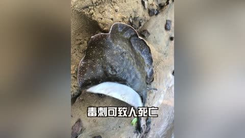 魟魚(yú)過(guò)水多久會(huì)死：魟魚(yú)過(guò)水多久會(huì)死掉 魟魚(yú)百科 第1張