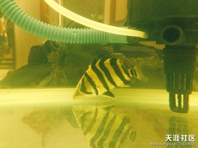 小虎魚適合多少水溫：小虎魚的最佳水溫是多少？ 虎魚百科 第1張