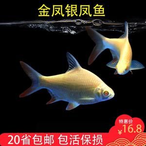 元寶鳳凰和金龍混養(yǎng)怎么樣?。涸獙汎P凰魚和金龍魚可以與龍魚混養(yǎng)