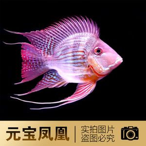 元寶鳳凰和金龍混養(yǎng)怎么樣啊：元寶鳳凰魚和金龍魚可以與龍魚混養(yǎng)