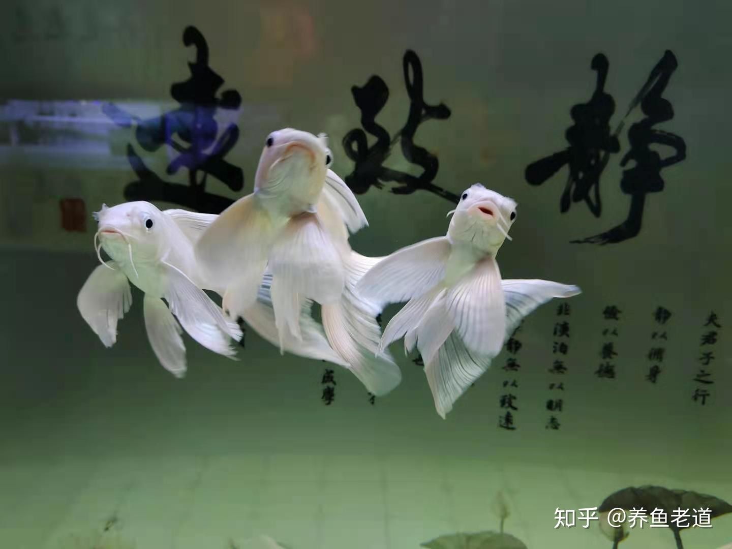 虎魚和蝴蝶鯉魚一起養(yǎng)可以嗎：虎魚和蝴蝶鯉魚可以一起養(yǎng)嗎