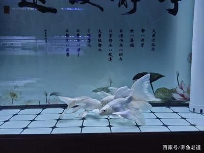 虎魚和蝴蝶鯉魚一起養(yǎng)可以嗎：虎魚和蝴蝶鯉魚可以一起養(yǎng)嗎