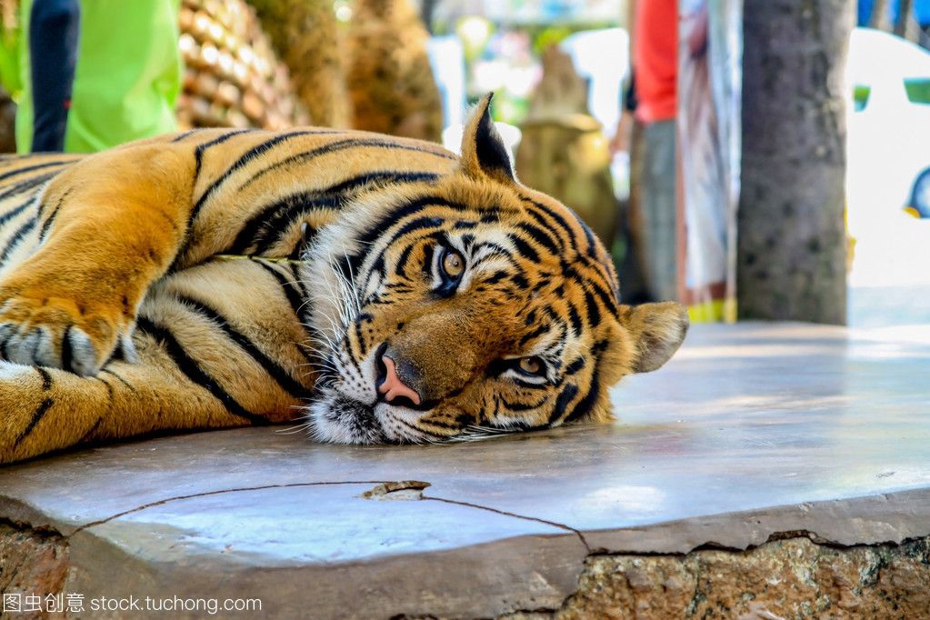 泰國老虎動物園：泰國老虎動物園是一個允許游客與老虎親密接觸的動物園 泰國虎魚 第1張