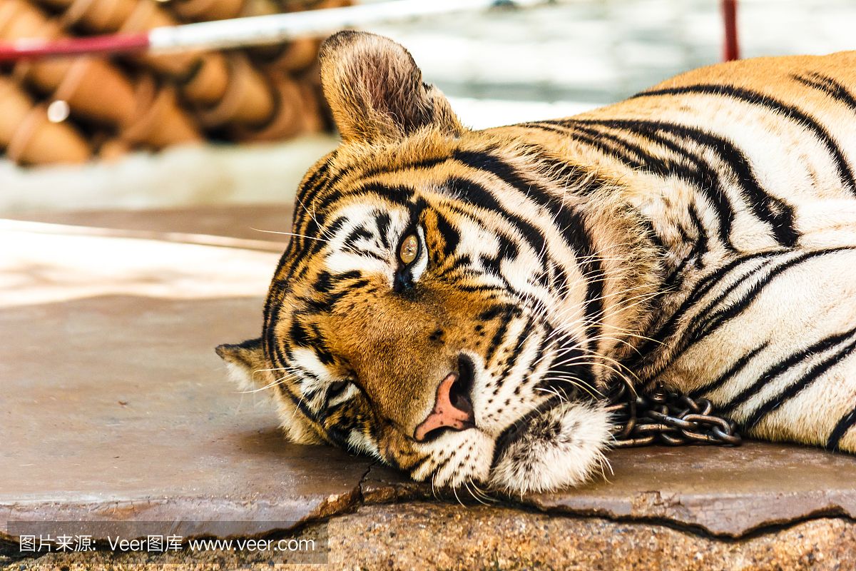 泰國老虎動物園：泰國老虎動物園是一個允許游客與老虎親密接觸的動物園 泰國虎魚 第2張