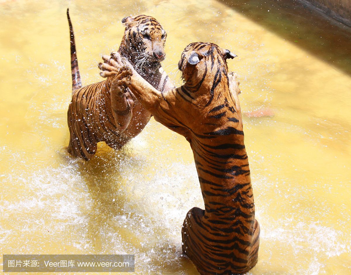 泰國老虎動物園：泰國老虎動物園是一個允許游客與老虎親密接觸的動物園 泰國虎魚 第3張