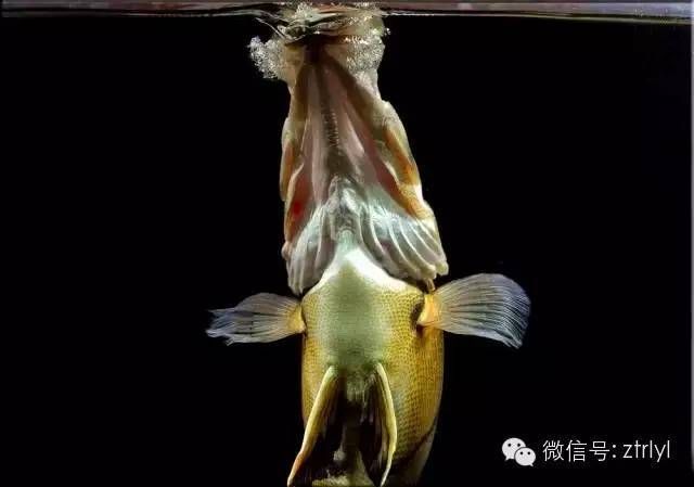 虎魚喂活食要注意：關(guān)于虎魚喂活食的注意事項