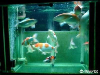 1.8米的魚缸養(yǎng)幾條錦鯉魚25公分左右合適：1.8米的魚缸養(yǎng)幾條錦鯉比較合適