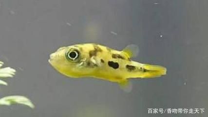 常見的淡水觀賞魚品種及圖片：常見的淡水觀賞魚品種及其圖片