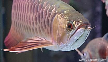 觀賞魚元寶鳳凰怎么養(yǎng)的：元寶鳳凰魚的飼養(yǎng)需要注意以下幾個方面 元寶鳳凰魚百科 第3張