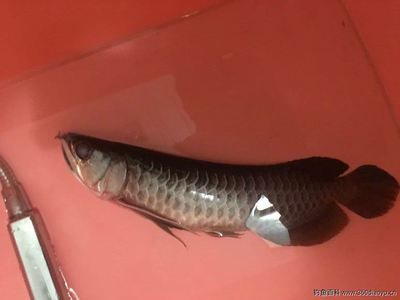 魟魚(yú)脫肛不管能不能好 魟魚(yú)百科