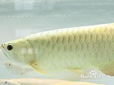 龍魚掉眼是什么樣的狀態(tài)：龍魚掉眼怎么辦？ 龍魚百科 第3張