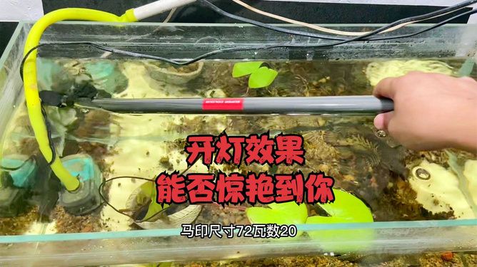 馬印神燈效果怎么樣：馬印神燈在提升觀賞魚顏色、提供高質(zhì)量照明效果怎么樣 馬印水族 第4張