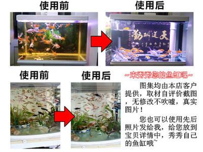 1.2米魚缸養(yǎng)幾條大型魚合適：1.2米的魚缸適合養(yǎng)哪些大型魚以及合適的養(yǎng)魚數(shù)量 魚缸百科 第1張