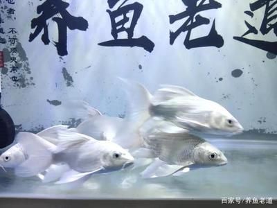 1.5米魚缸養(yǎng)幾條蝴蝶鯉魚：1.5米長的魚缸可以養(yǎng)10-15條蝴蝶鯉魚