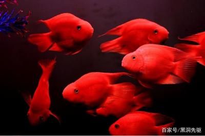 1.8米魚(yú)缸養(yǎng)多少條鸚鵡魚(yú)：1.8米長(zhǎng)的魚(yú)缸可以養(yǎng)多少條鸚鵡魚(yú) 魚(yú)缸定做 第3張