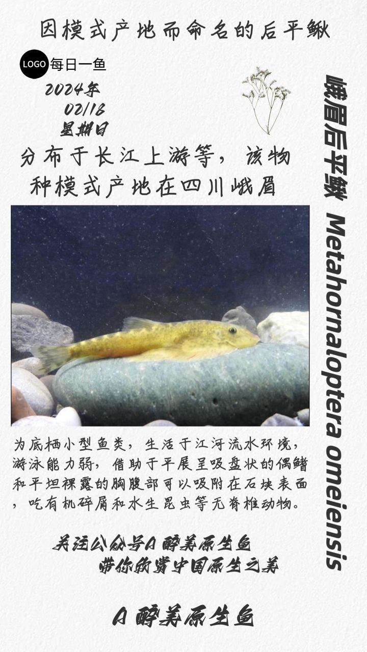 峨眉后平鰍：長江上游游玩攻略 觀賞魚論壇