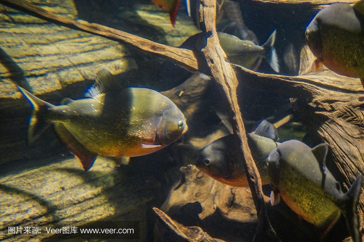 虎魚野生環(huán)境：虎魚的生活習性 虎魚百科 第2張